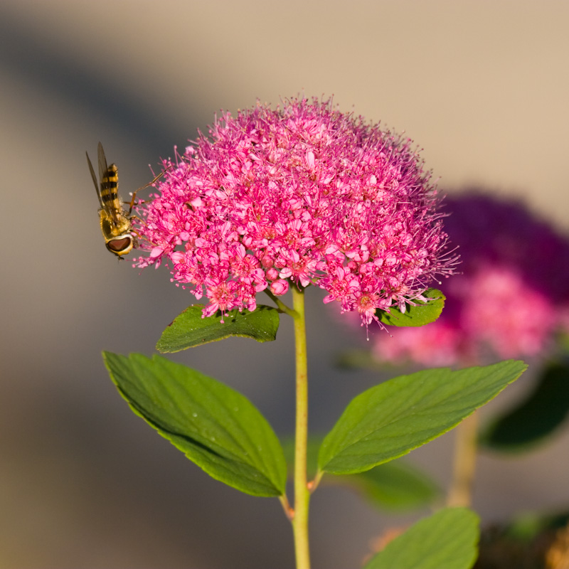 American Hoverfly On Subalpine Spirea